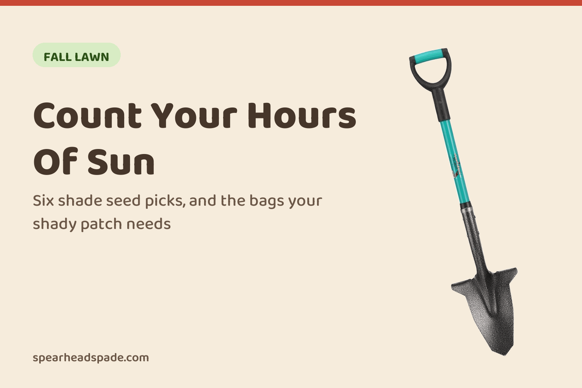 The Best Grass Seed for Shade (2026): 6 Picks by How Much Shade You Have