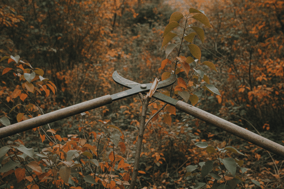 A pair of plain bypass loppers with long handles cutting a thumb thick branch of a lilac shrub