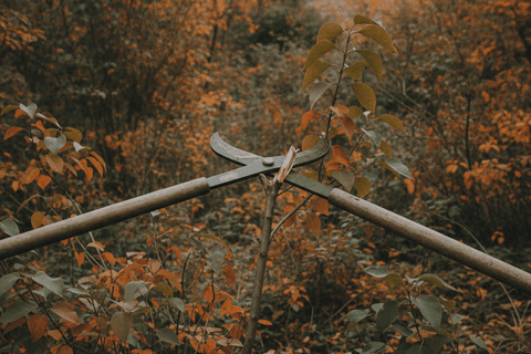 A pair of plain bypass loppers with long handles cutting a thumb thick branch of a lilac shrub