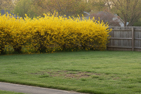 Best Pre-Emergent for Lawns (2026): Crabgrass Preventers by Season