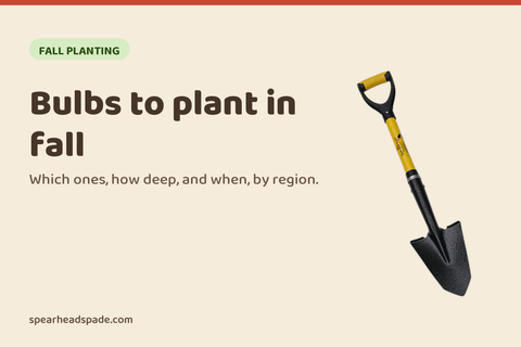 Bulbs to Plant in Fall for Spring Flowers (and When to Plant Each)
