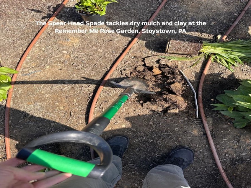 A Spear Head Spade cutting into dry clay soil in a rose garden