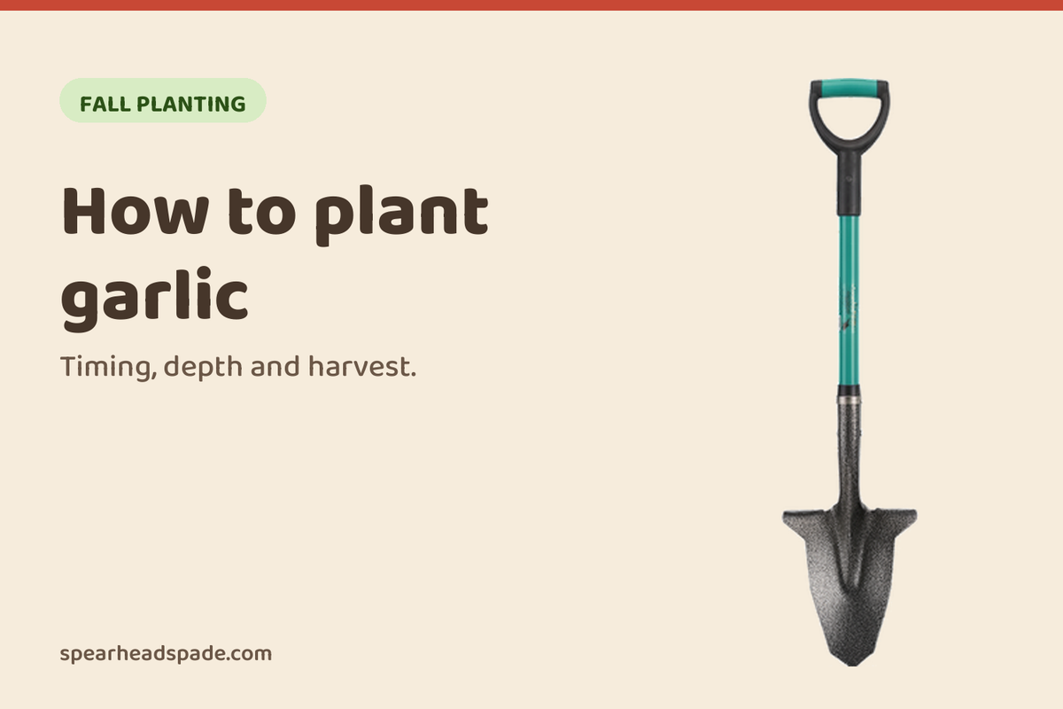 How to plant garlic, from the Spear Head Spade garden guides