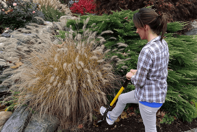 A gardener stepping a long handled spade into the dense root mass at the base of a big ornamental grass. How to Cut Through Roots When Digging: Tools + Steps