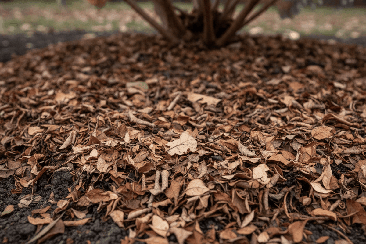 finely shredded leaf mulch spread around the base of a hydrangea