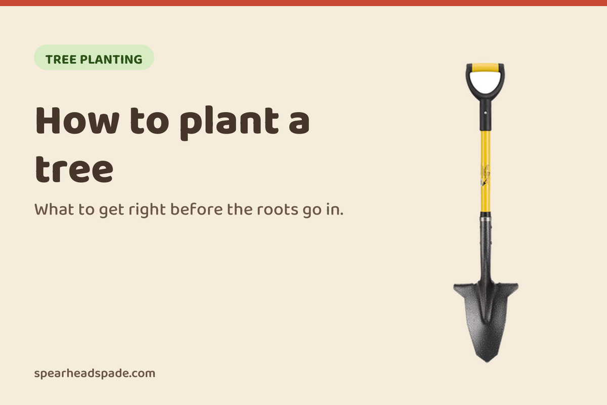 How to plant a tree, from the Spear Head Spade garden guides