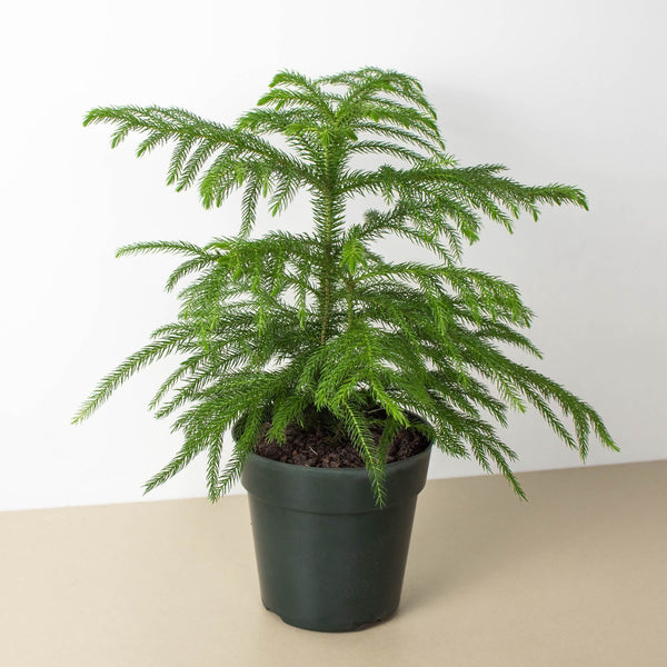 Norfolk Island Pine (Araucaria heterophylla)