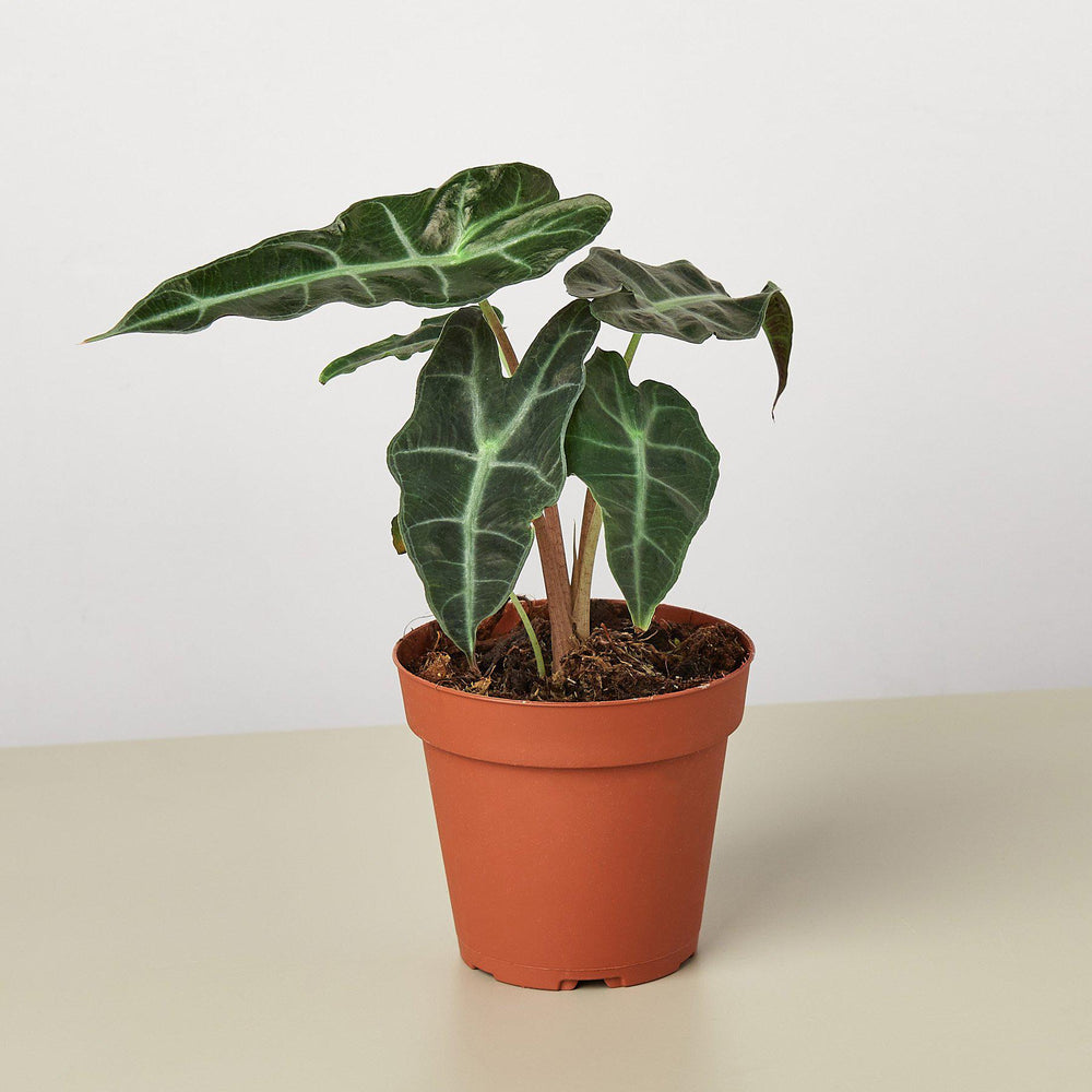 African Mask Plant 'Polly' (Alocasia amazonica)