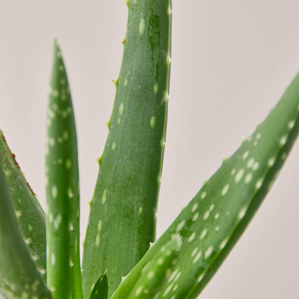 Aloe Vera (Aloe barbadensis)