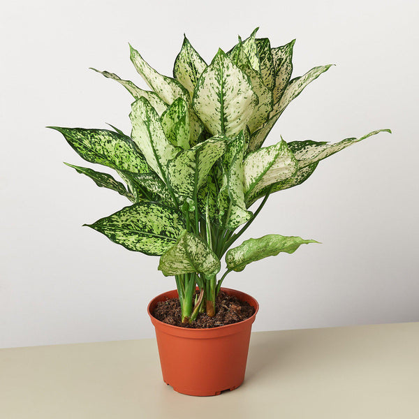 Chinese Evergreen 'First Diamond' (Aglaonema)