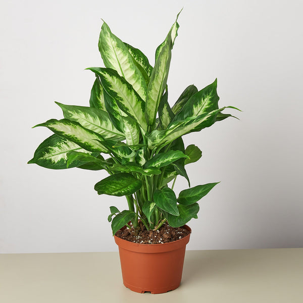 Dieffenbachia 'Camille' (Dieffenbachia)