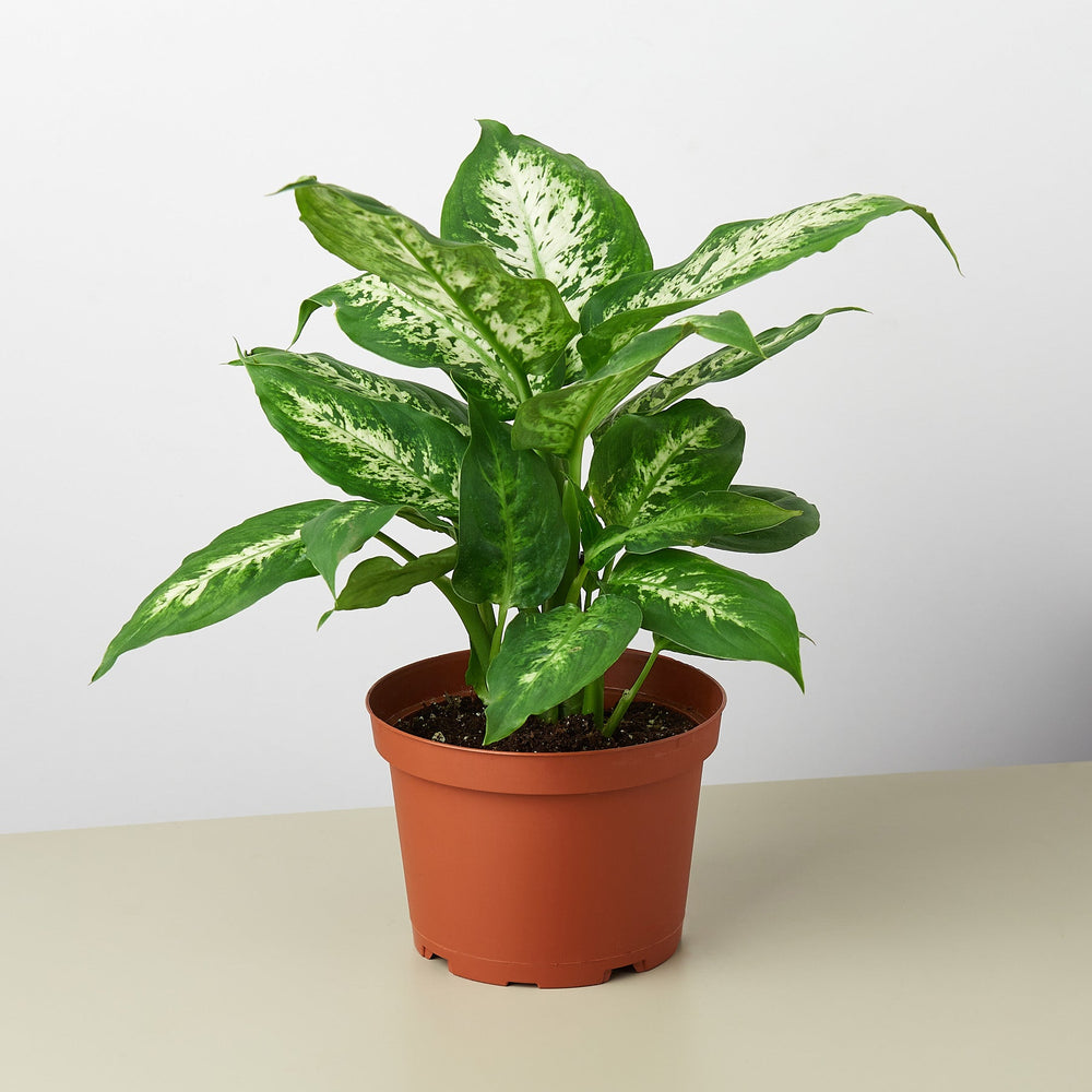 Dieffenbachia 'Tropic Snow' (Dieffenbachia)