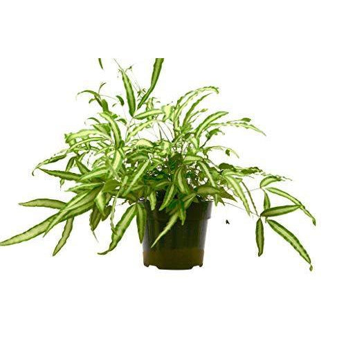 Silver Ribbon Fern (Pteris cretica 'Albolineata')
