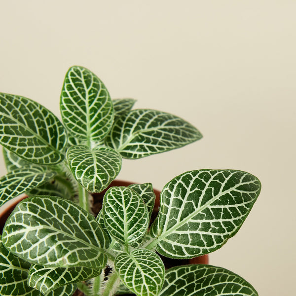 White Nerve Plant (Fittonia albivenis)