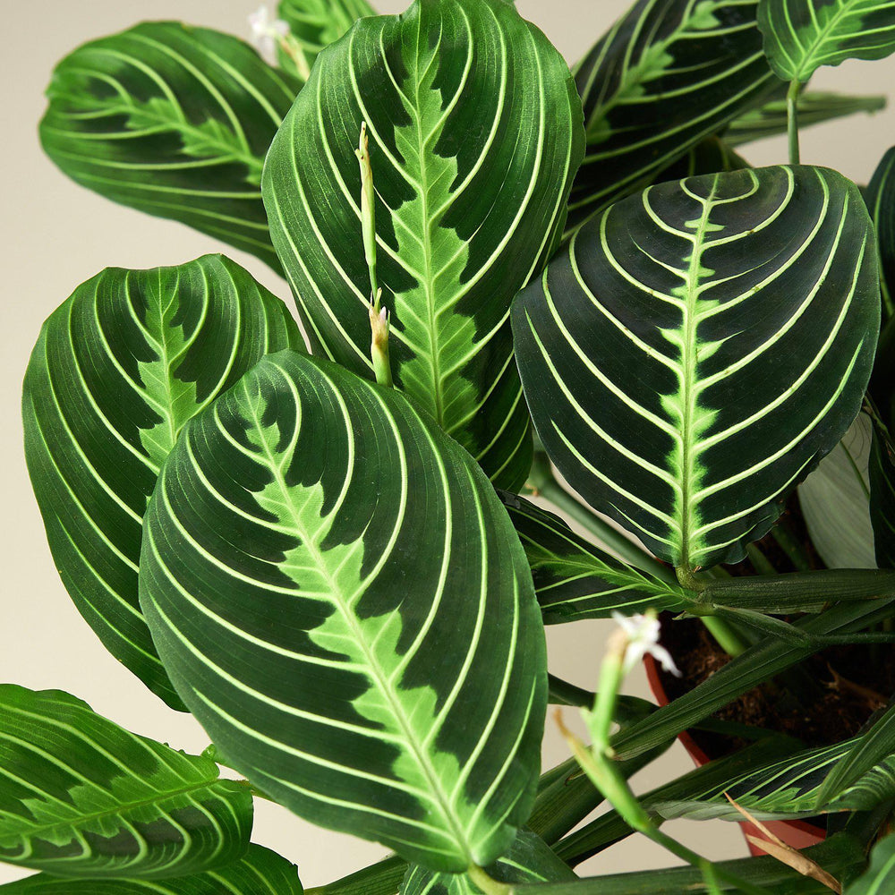 Lemon Lime Prayer Plant (Maranta leuconeura)