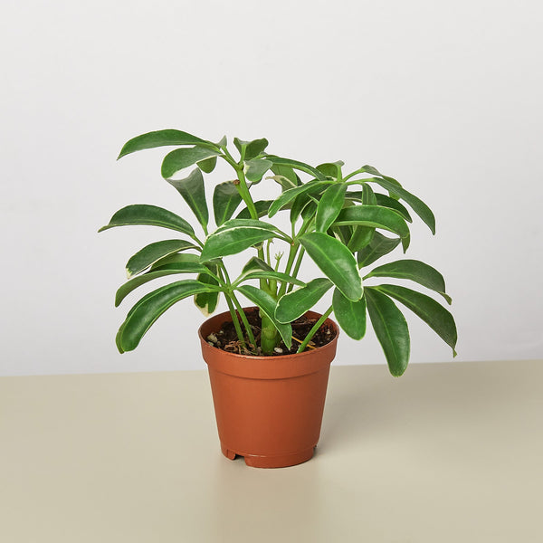 Dwarf Umbrella Tree (Schefflera arboricola)