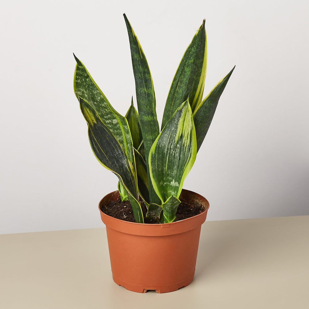 Snake Plant 'Gold Flame' (Sansevieria trifasciata)