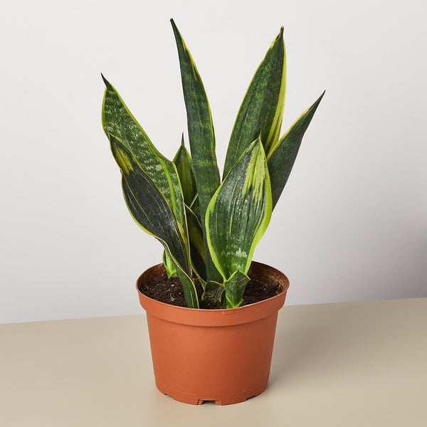 Snake Plant 'Gold Flame' (Sansevieria trifasciata)
