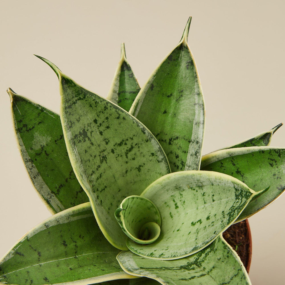 Snake Plant 'Starlight' (Sansevieria trifasciata)