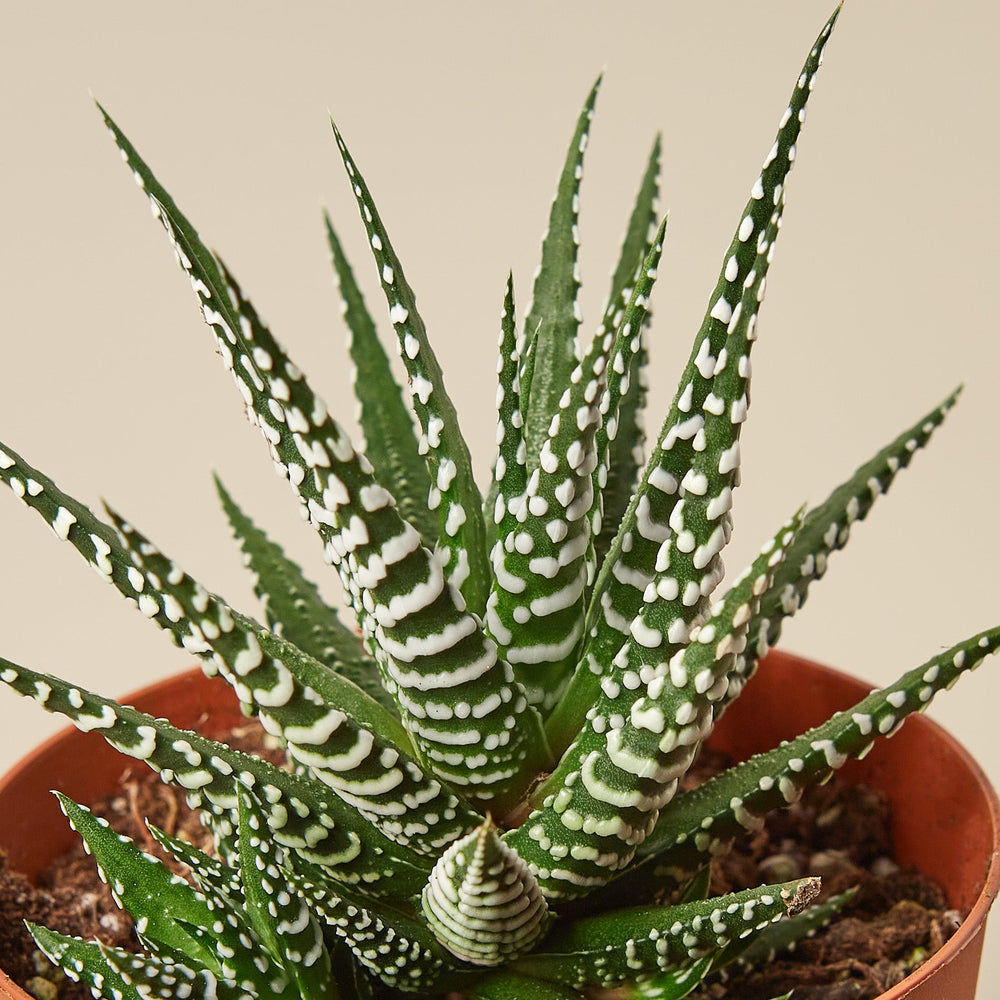 Zebra Haworthia (Haworthia fasciata)
