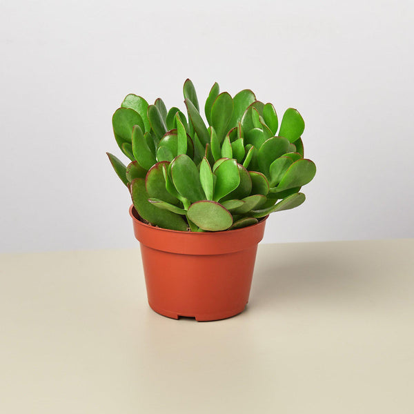 Jade Plant (Crassula ovata)