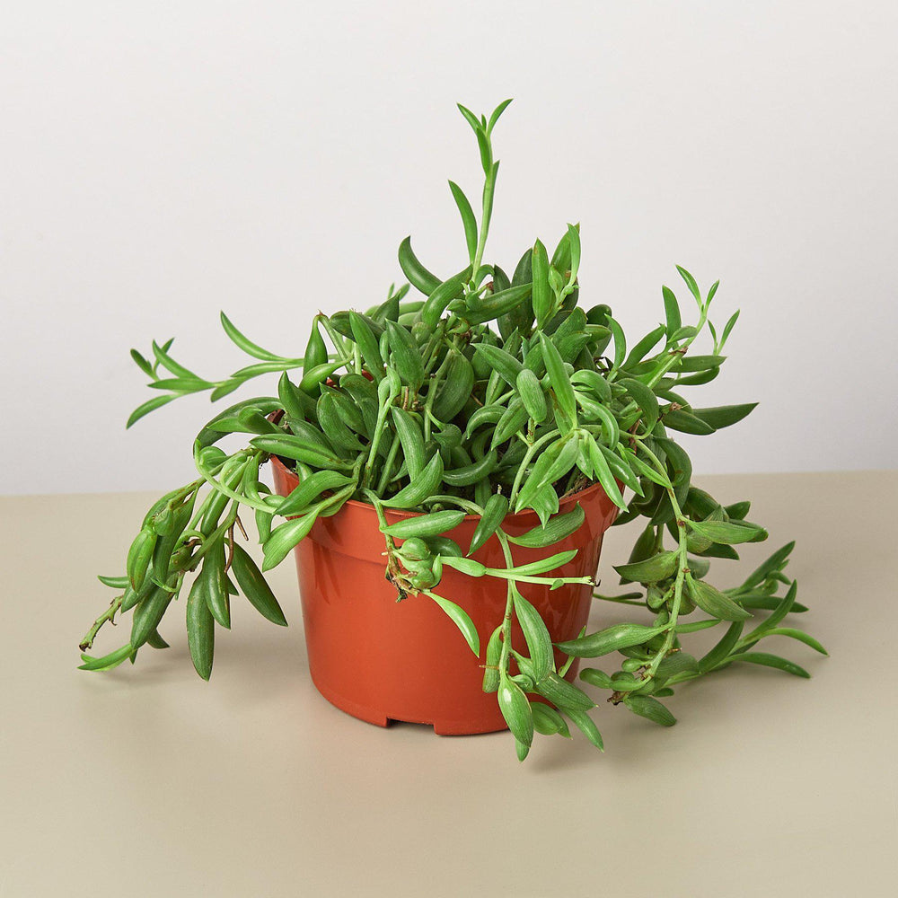 String of Bananas (Senecio radicans)