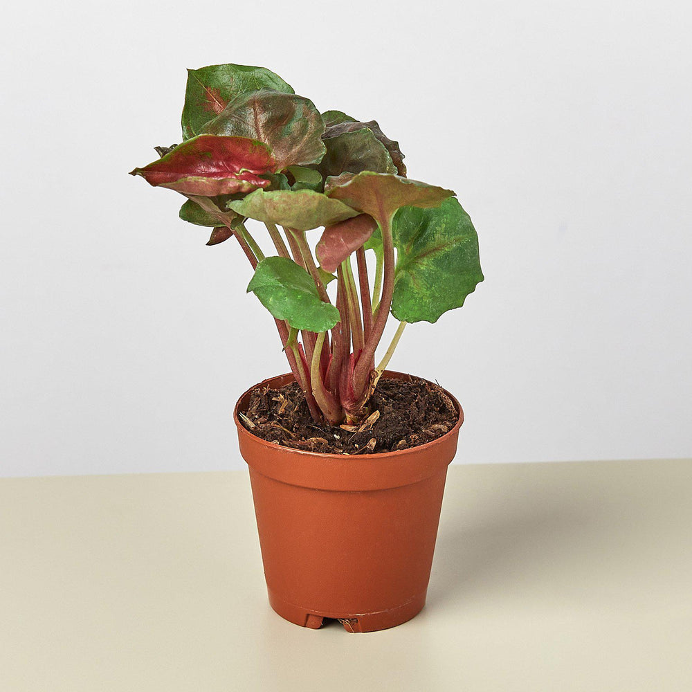 Arrowhead Plant 'Merry' (Syngonium podophyllum)