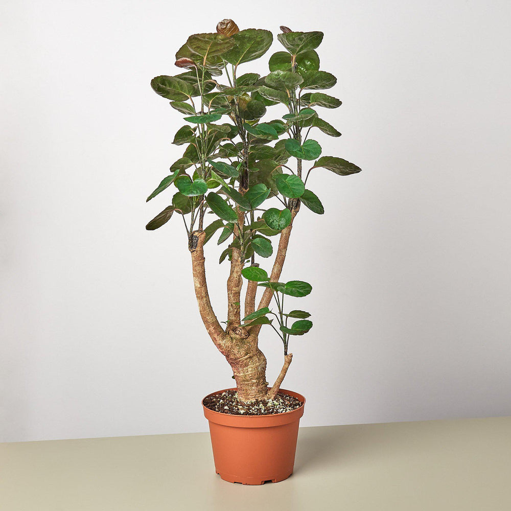 Fabian Aralia (Polyscias scutellaria)