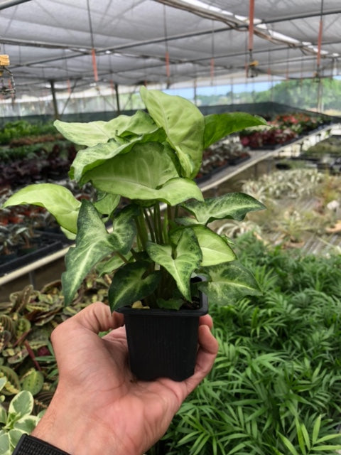 Arrowhead Plant 'White Butterfly' (Syngonium podophyllum)