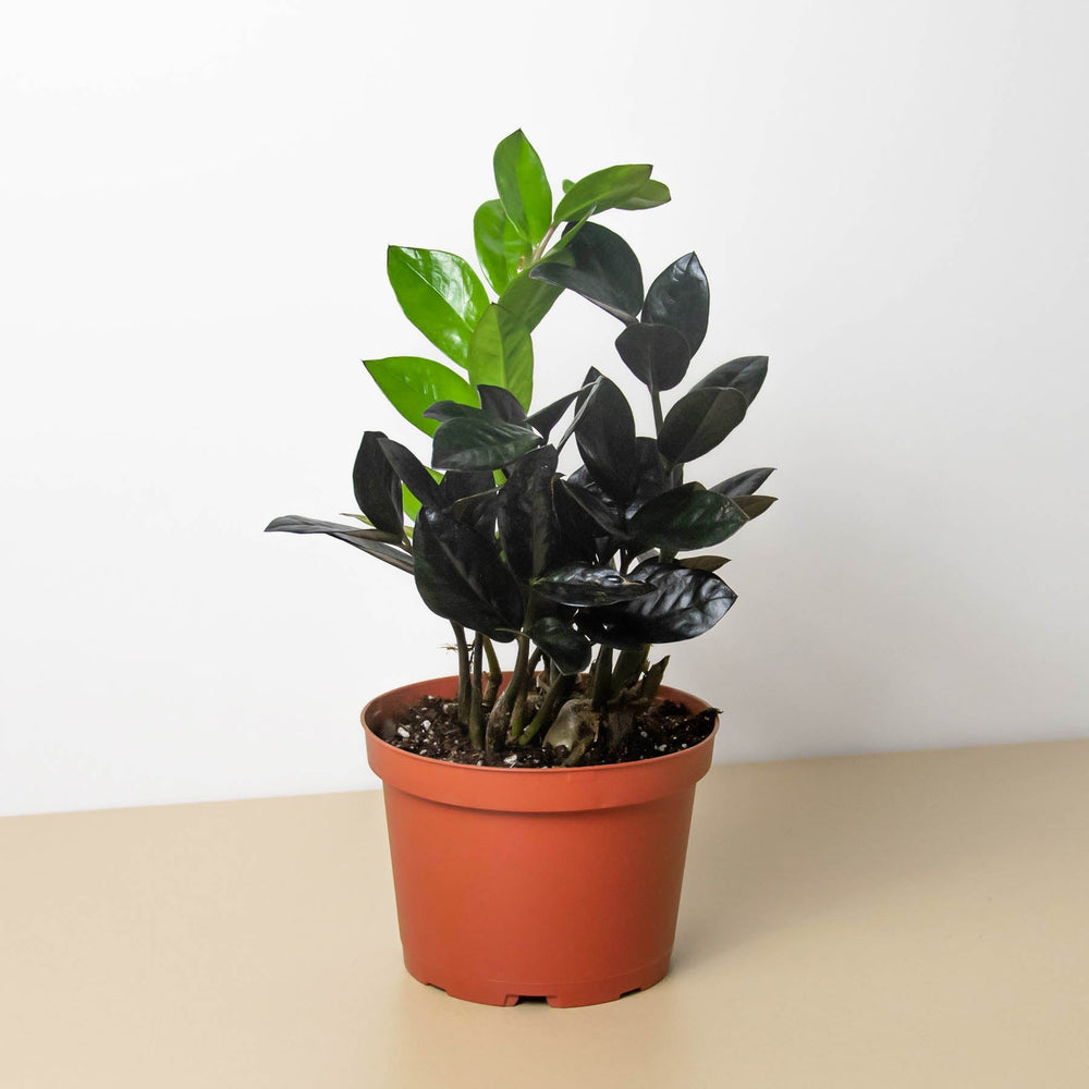 Black ZZ Plant 'Black Queen' (Zamioculcas zamiifolia)