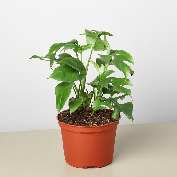Mini Monstera (Rhaphidophora tetrasperma)