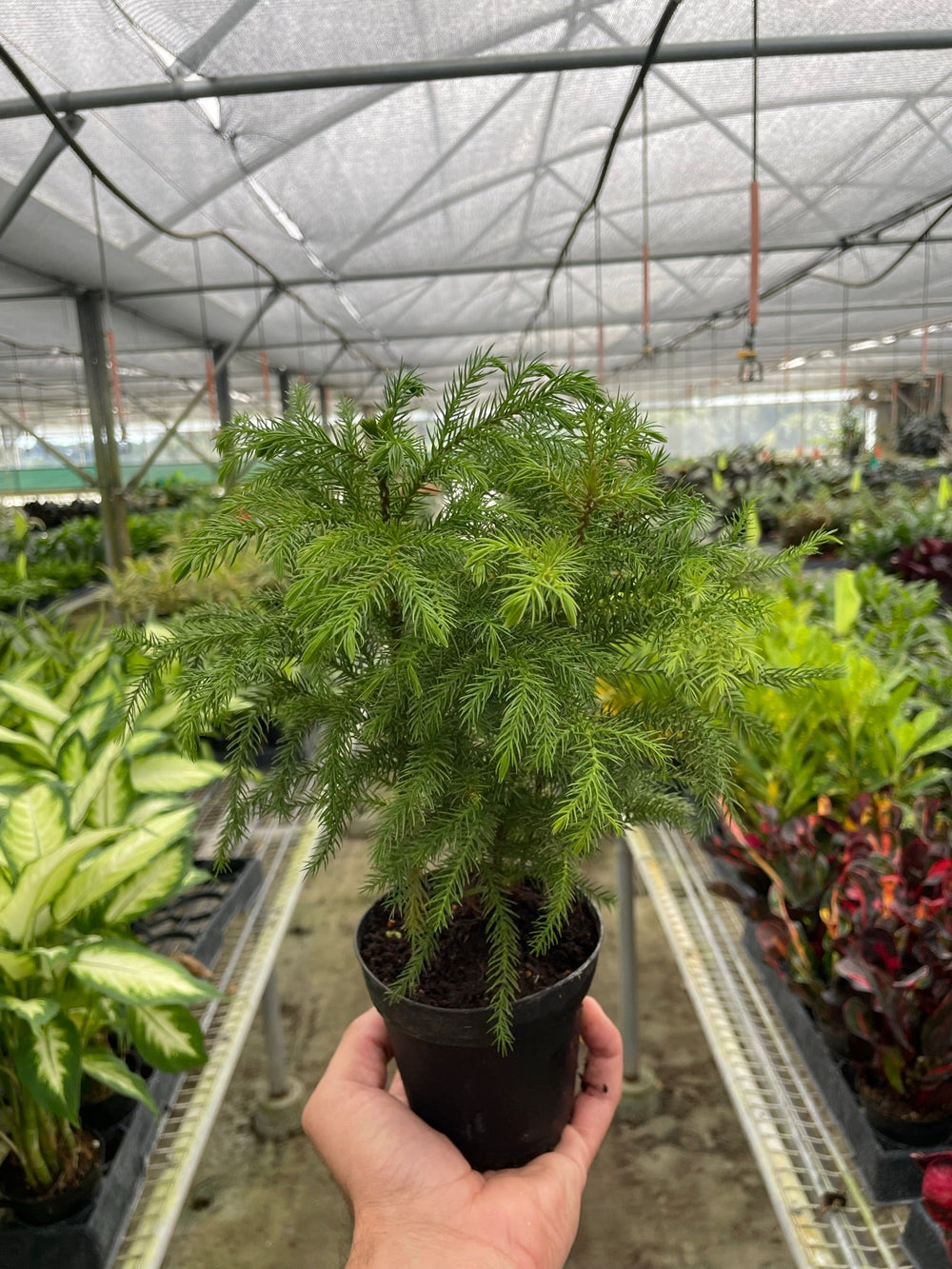 Norfolk Island Pine (Araucaria heterophylla)