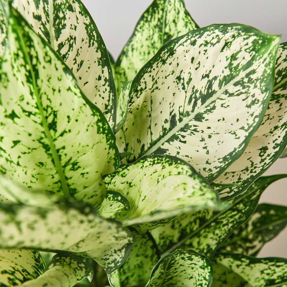 Chinese Evergreen 'First Diamond' (Aglaonema)