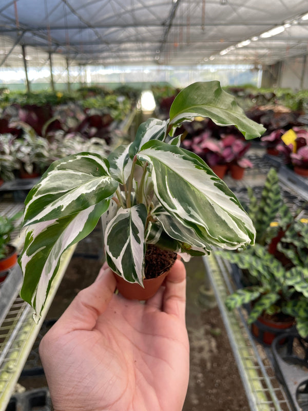 Calathea 'White Fusion' (Calathea lietzei)