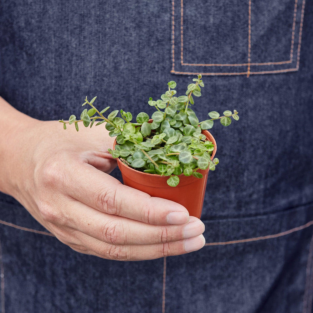 String of Turtles (Peperomia prostrata)