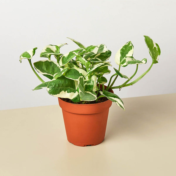 Pothos 'N'Joy' (Epipremnum aureum)