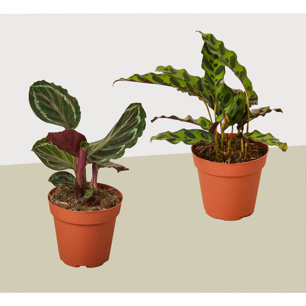 Calathea Duo, 4 Inch Pots (2 Plants)