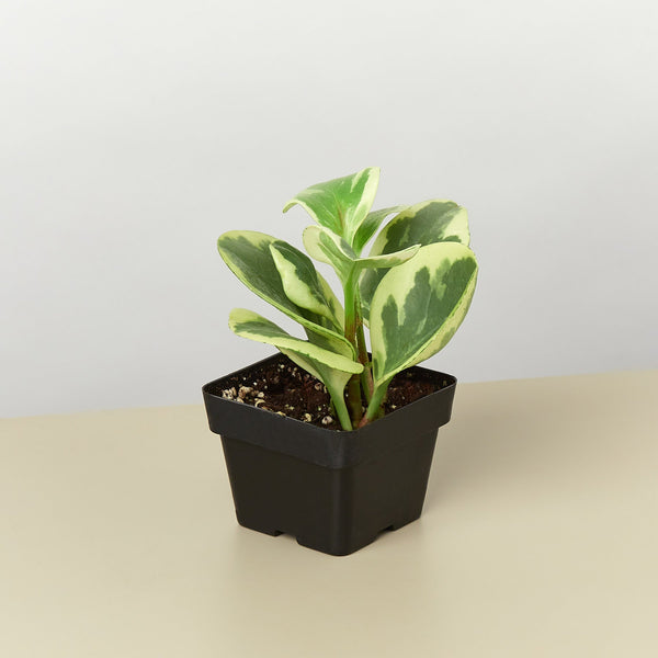 Peperomia 'Marble' (Peperomia obtusifolia)