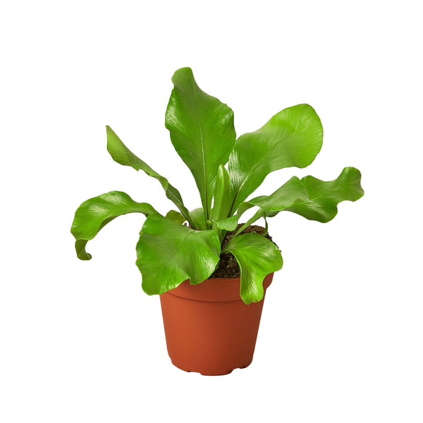 Bird's Nest Fern (Asplenium nidus)