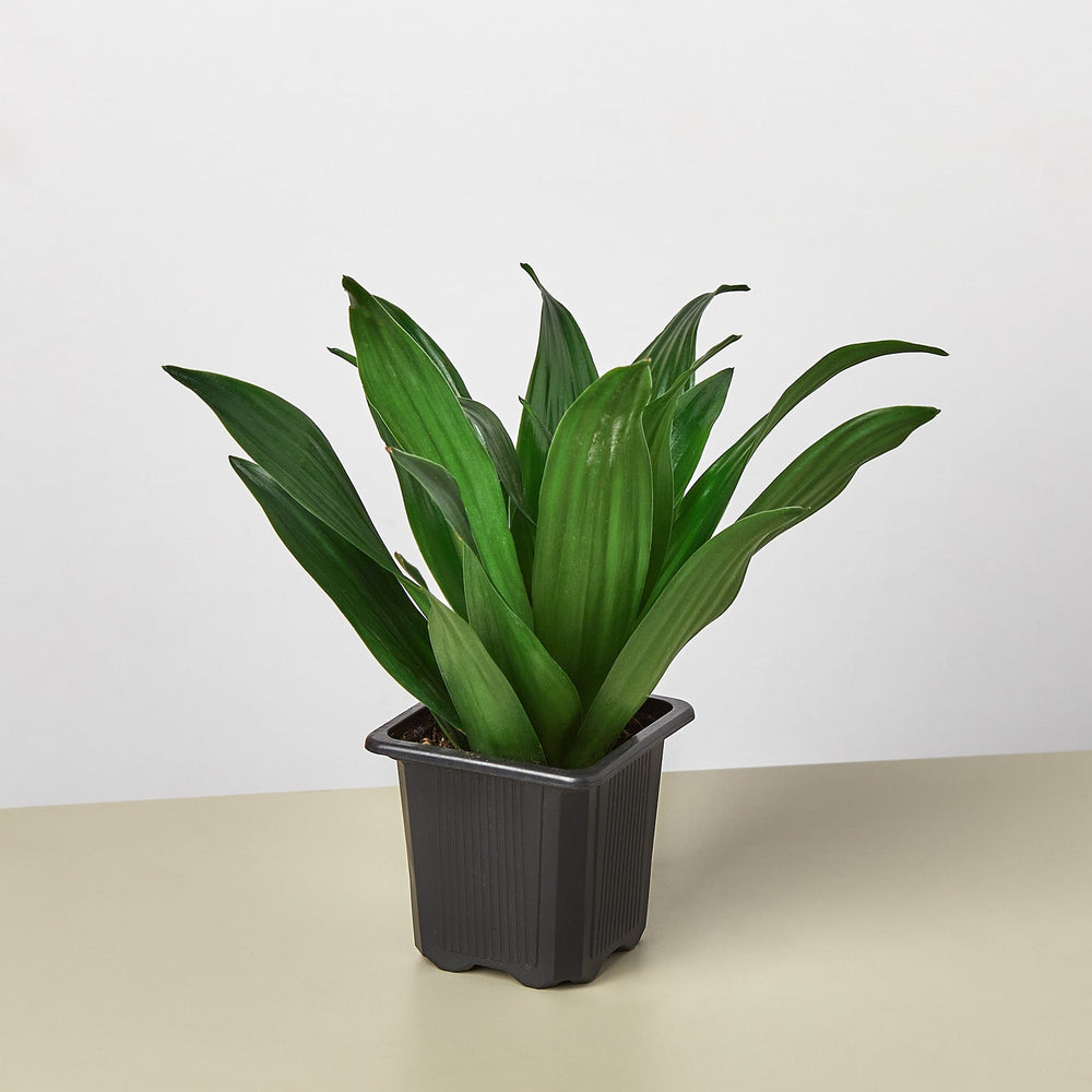 Dracaena 'Janet Craig' (Dracaena fragrans)