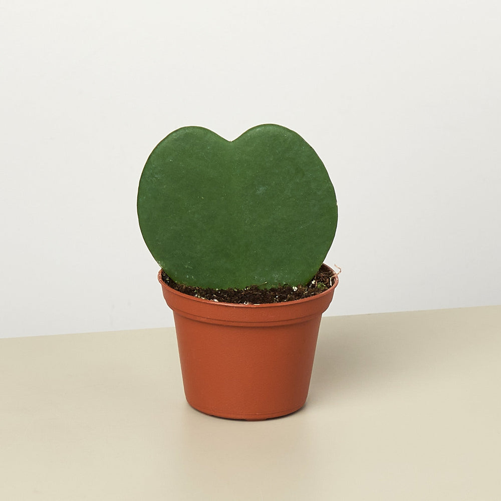Sweetheart Hoya (Hoya kerrii)