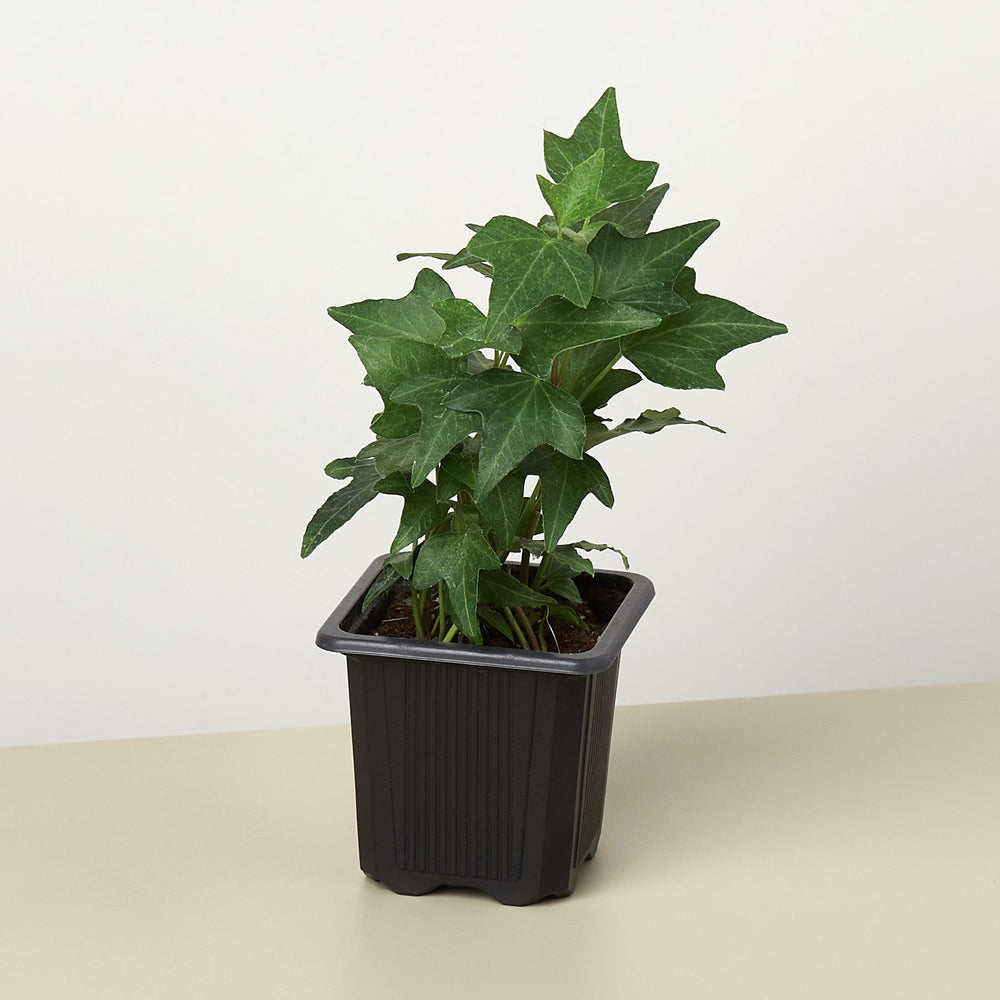 English Ivy 'Green California' (Hedera helix)