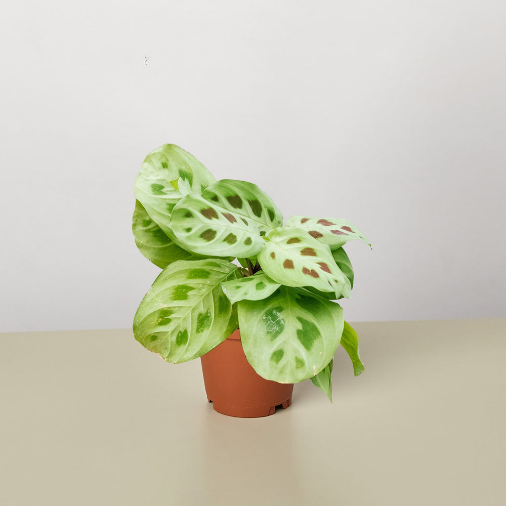 Green Prayer Plant (Maranta leuconeura 'Kerchoveana')