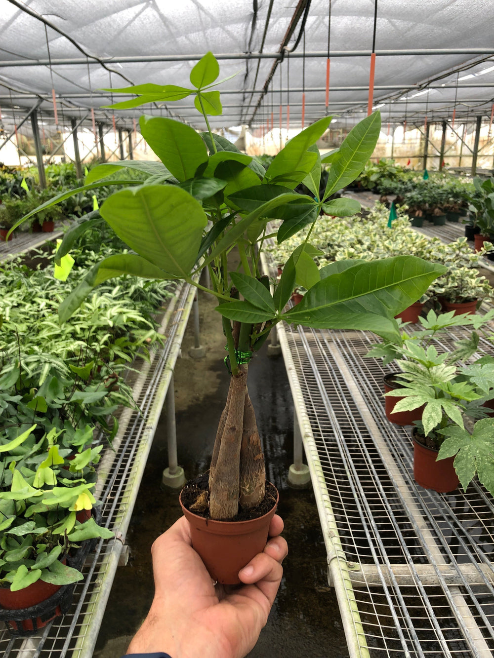 Braided Money Tree (Pachira aquatica)
