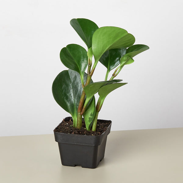 Peperomia 'Thailand' (Peperomia obtusifolia)