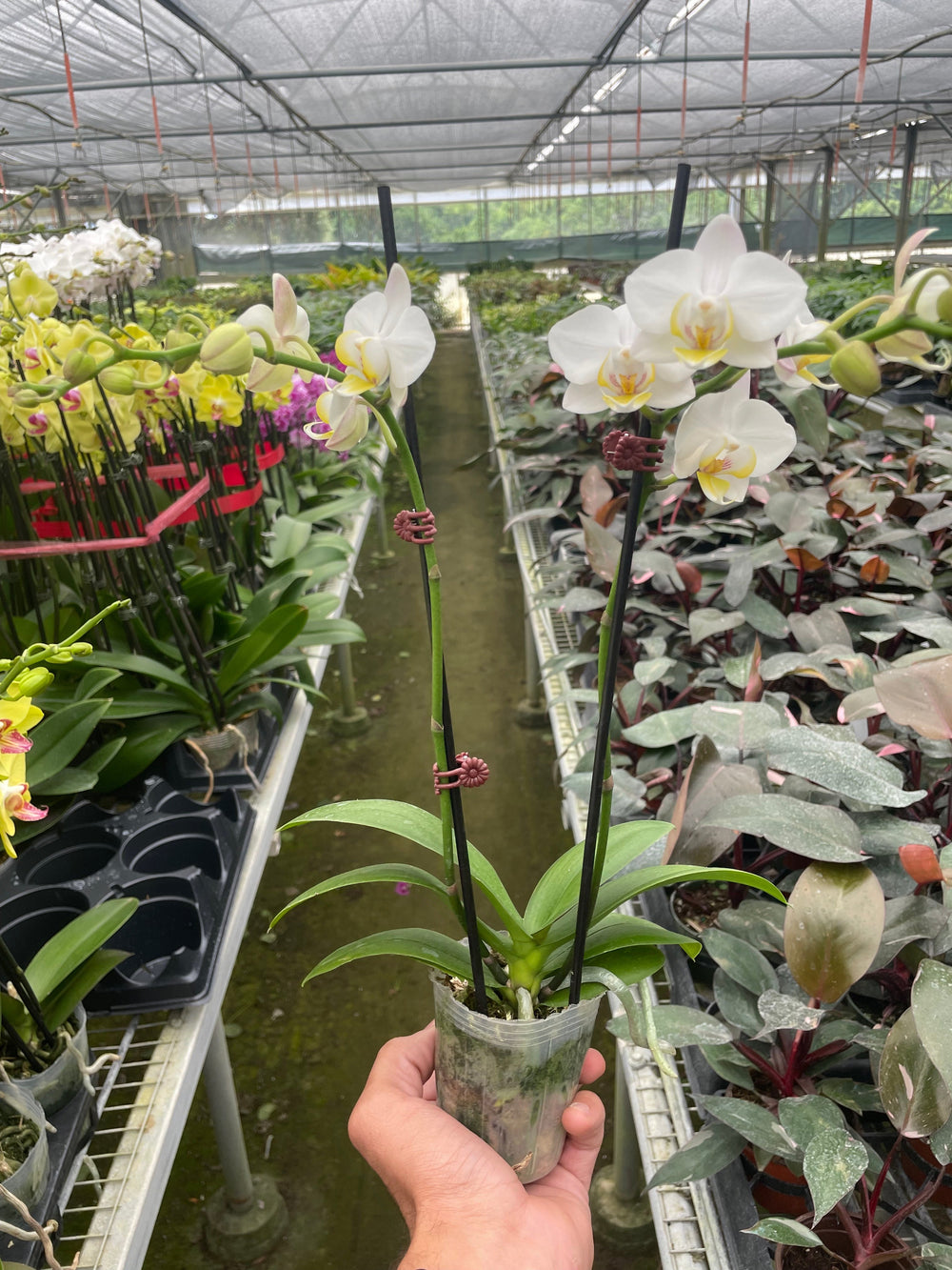 White Moth Orchid (Phalaenopsis)