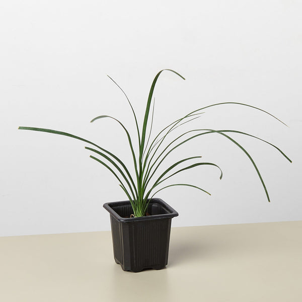 Ponytail Palm (Beaucarnea recurvata)