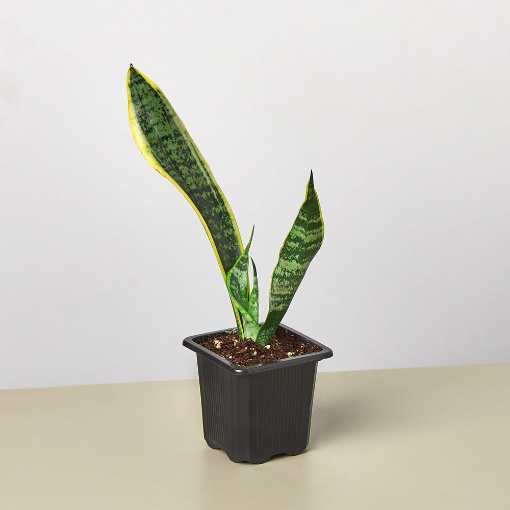 Snake Plant 'Laurentii' (Sansevieria trifasciata)
