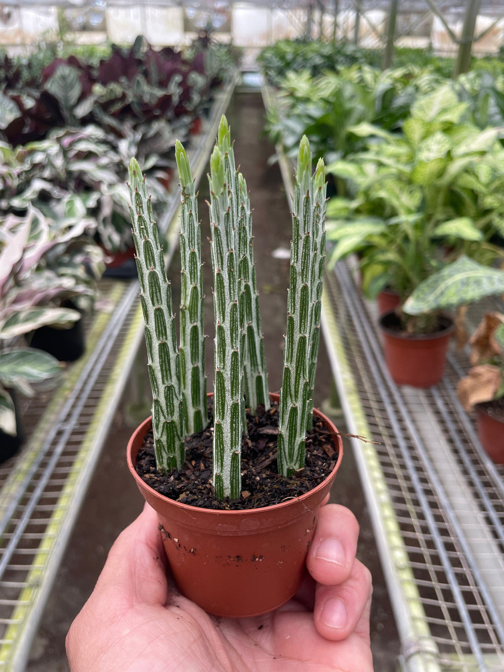 Pickle Plant (Senecio stapeliiformis)