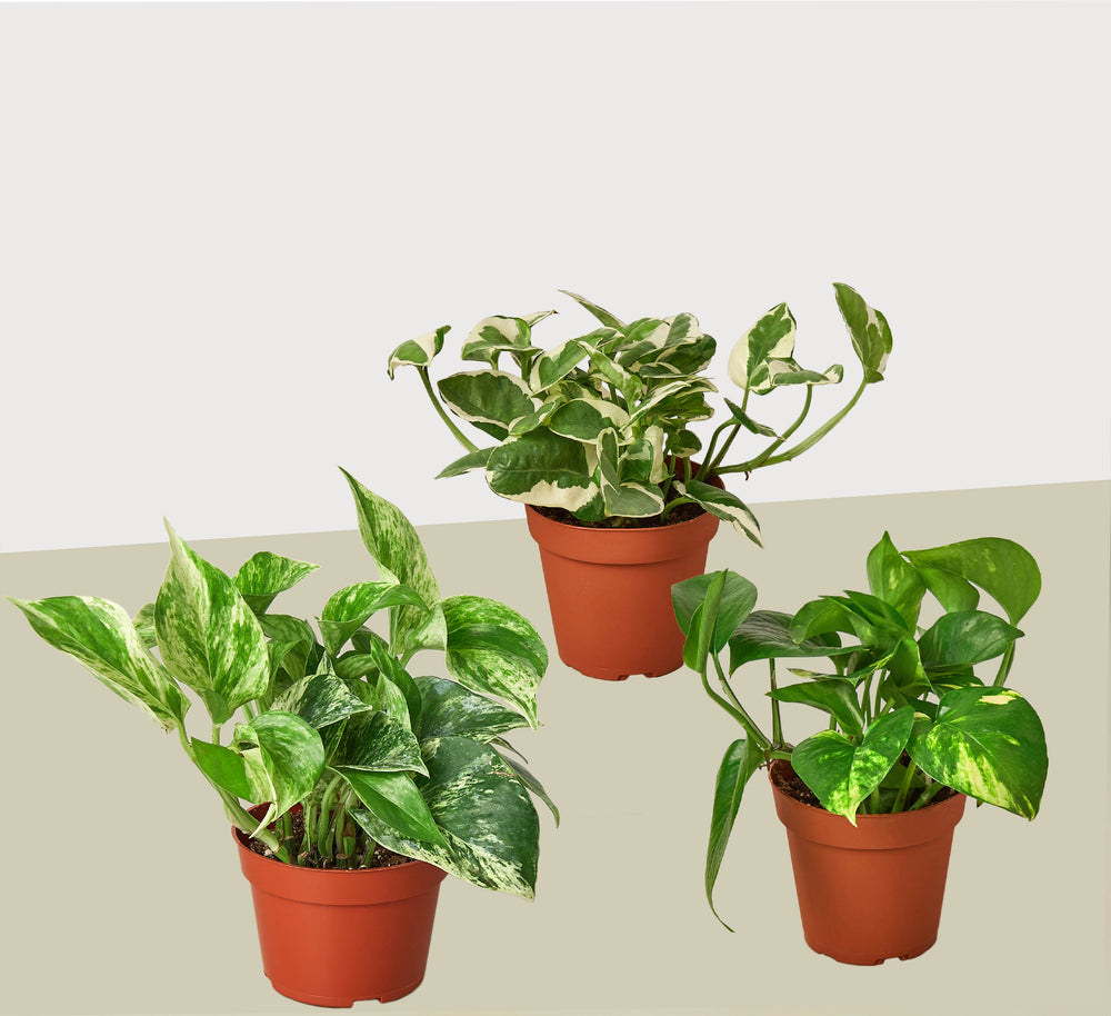 Pothos Trio, 4 Inch Pots (3 Plants)